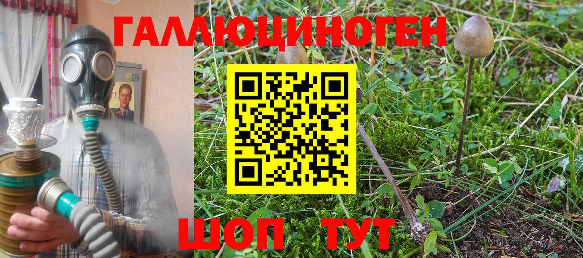 Галлюциногенные грибы Psilocybe Благовещенск